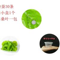 科普蚕宝宝活体套装新鲜嫩桑叶七彩色金蚕卵蚕种幼虫学生养蚕套餐 一龄蚕20条+小盒+桑叶 普通快递