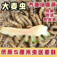 广东面包虫大麦虫金龙鱼活体鸟龟宠物饲料 大麦虫50条(无)