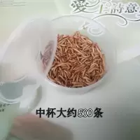 面包虫活体黄粉虫活虫鹦鹉鱼乌龟金龙鱼画眉鸟石蛙饲料大麦虫 面包虫300条试吃