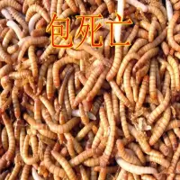黄粉虫活体鲜活大幼虫小幼虫活虫面包虫蝎子林蛙鸟鱼活体饲料 大幼虫500只[送200只包死亡]
