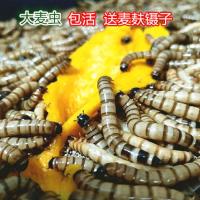 优质大麦虫超级黄粉虫超级面包虫宠物活体饲料送麦麸镊子包活 大麦虫 50克