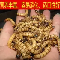 大麦虫活体面包虫金龙鱼八哥守宫画眉鸟虫子宠物饲料全国[6月26日发完] 大麦虫5cm左右50条送镊子送饲料