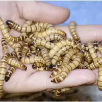 钓鱼活蛆肉蛆活体白蛆活饵蛆虫牙子 面包虫 黄粉虫活体大麦虫活虫 大麦虫100条试吃