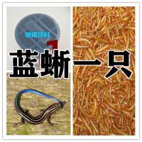 2021年豹纹守宫蜥蜴活体宠物包活送饲料养殖场直供新手入门级 送一盒饲料 断尾游蜥一只[尾巴还会再长出来]