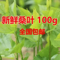 现摘桑叶新鲜茶蚕桑蚕宝宝大桑叶饲料大小蚕嫩桑叶小桑树苗 新鲜大桑叶100g
