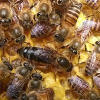 中蜂王种王优质种良种高产蜜蜂蜂王活体产卵王双色杂交处女王 广东处女王(包活)