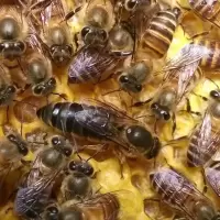 中蜂王种王优质种良种高产蜜蜂蜂王活体产卵王双色杂交处女王 广东处女王(包活)