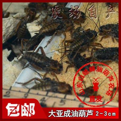 蟋蟀油葫芦白蟋蟀宠物活体饲料蜥蜴画眉鸟守宫龙鱼爬虫 大亚成油葫芦2-3cm200只