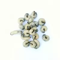 蛴螬活体 蚯蚓黄粉虫蜥蜴乌龟活饲料钓鱼鱼饵活饵料OOTVEnA4gp 10只送饲料