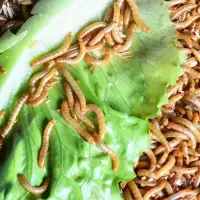 黄粉虫活体面包虫活体蝎子画眉鹦鹉鱼石蛙龙鱼八哥仓鼠宠物饲料 黄粉虫100条 仅虫子