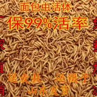 黄粉虫活体面包虫活体蝎子画眉鹦鹉鱼石蛙龙鱼八哥仓鼠宠物饲料活 试吃500条
