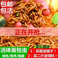 黄粉虫活体面包虫活体蝎子画眉鹦鹉鱼石蛙龙鱼八哥仓鼠宠物饲料 试用装200条