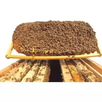 中蜂王活体种王开产王处女王阿坝王双色开产王开产王蜂王蜜蜂王 特价处女王随机发