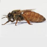 中蜂爆产强群阿坝开产王出女王高产高抗病人工培育蜂王 杂交处女王