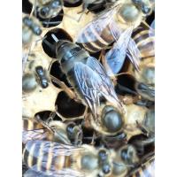 产卵王双色王中蜂高产土蜂王阿坝王蜜蜂处女王本地蜂王活体蜜蜂王 阿坝开产王