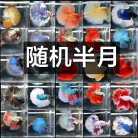 泰国斗鱼活体马尾狮王半月好养小型观赏热带宠物淡水孔雀金鱼 随机颜色半月公1只