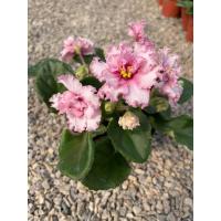 紫罗兰新款防辐射阴花卉盆栽灯光即可四季开花室内客厅好养庭院 随机一盆紫罗兰 含盆