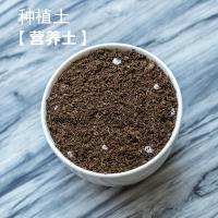 多肉花盆陶瓷肉肉植物粗陶紫砂塑料简约个性创意小复古大特价清仓 700ML 营养土 小