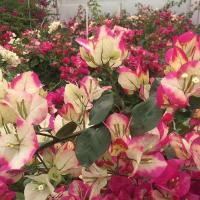 三角梅盆栽带花爬藤爬墙花卉植物易活攀爬树苗庭院阳台四季开花 画报（）原土发货 花期60天（1棵苗）不包活 无