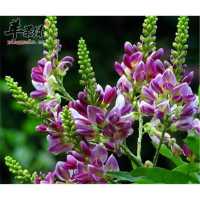 成都鸡血藤树苗攀爬植物庭院盆栽绿植花卉爬藤禾雀花苗常绿油麻藤 油麻藤2米左右的_促销 裸根不带土