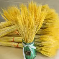 天然麦穗干花花束开业大麦插花篮田园装饰拍摄道具金黄色小麦 100棵金色