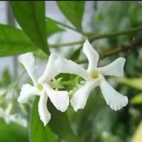 茉莉花苗绿植花卉盆栽好养易活室外阳台茉莉花盆栽苗四季开花不断 风车茉莉 1颗小苗送肥料+生根粉