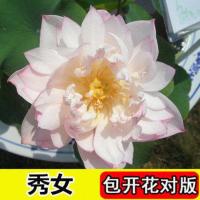 池塘大型观赏荷花苗种藕苗 莲藕种苗 盆栽荷花种根苗莲藕苗莲花苗 秀女 2颗