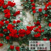 蔷薇花苗藤本月季龙沙宝石爬藤四季种植盆栽植物玫瑰花卉大花浓香 小女孩 50cm-80cm大苗