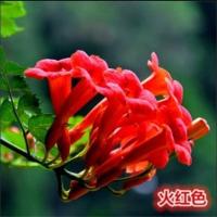 凌霄花苗盆栽爬藤植物攀爬树桩藤本炮仗庭院阳台四季种植花卉浓香 火红色 凌霄2年苗(当年开花)