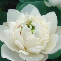 池塘大型荷花藕苗 藕种苗 盆栽荷花种根茎 莲藕根块莲花盆景 B5东方明珠 藕苗3根