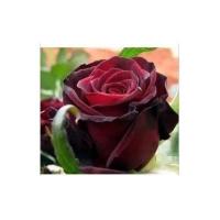 黑玖瑰花苗大朵玫瑰花苗 特大月季花苗特大花小苗花苗种易活典雅. 2年苗 开花苗 不含盆