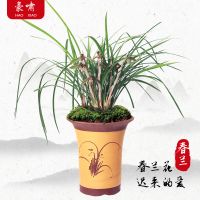 兰花苗惠兰春兰名贵浓香型花卉四季常青绿植盆栽好养矮种细叶兰草 春兰3-6苗一棵