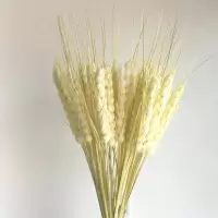 仿真大麦穗手工干花束客厅落地假花干枝插花居家新房装饰高枝大麦 奶白色10支
