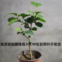 巴西三角梅盆栽苗爬藤庭院植物印度画报绿樱重瓣热火桑巴四季开花 特价一颗(颜色随机) 三年苗一颗当年开花