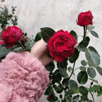 藤本月季欧月玫瑰爬藤蔷薇花苗植物花卉四季开花盆栽耐寒耐热花卉[7月22日发完] 红色龙沙宝石[藤本] 1-1.3米爬藤中