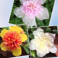 [带花苞发货]太阳花苗盆栽四季种植混色重瓣死不了宿根阳台花卉 三色重楼每颜色3枝条共9枝条