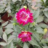 小丽花盆栽花苗重瓣小丽菊花苗大丽花盆栽带花苗花苞发货重瓣四季 白色带玫红边(单拍款)