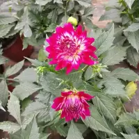 小丽花盆栽花苗重瓣小丽菊花苗大丽花盆栽带花苗花苞发货重瓣四季 白色带玫红边(单拍款)
