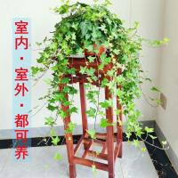 好养吊兰篮常青春藤绿植盆栽客厅室内阳台爬藤吸除甲醛驱蚊虫植物 1盆常春藤原盆(腾70-100cm)