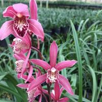 金边矮种紫妖姬四季兰花苗花期带花苞出售建兰室内花卉绿植盆栽草 醉香妃 (送土+说明书) 特价1苗 不保证成活(拍2件送1