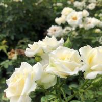 月季花苗庭院阳台室外灌木花卉四季开花蔷薇花苗玫瑰盆载植物花卉 月亮王灌木中苗3年