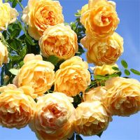 蔷薇花苗爬藤月季大花浓香庭院爬墙植物阳台花卉盆栽玫瑰四季开花 黄金庆典(大花四季) 50-60公分