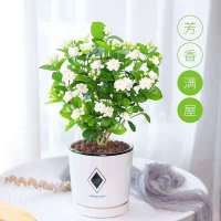 [带花苞茉莉花]重瓣浓香型 好养易活 四季开花阳台土培花卉绿植 中盆重瓣5-6棵[开花多多]/划算 原土发货[送肥+盆+