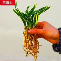 特价!3苗连体 兰花[达摩冠] 迷你矮种金边盆栽四季好养小盆栽 达摩冠 2苗连体