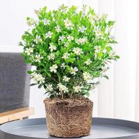 九里香盆栽浓香四季开花老桩室内阳台绿植七里香驱蚊植物花卉盆景 一盆不带盆九里香