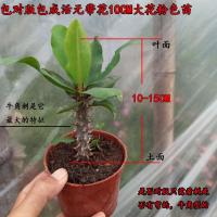 稀有新品种粉色大叶虎刺梅盆栽带花好养四季常年开花铁海棠麒麟 大叶粉色10CM苗无花 不含盆