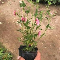 小木槿花苗盆栽棒棒糖阳台庭院花园耐热花卉植物多季开花易养爆盆 小木槿小苗[原装盆土发货]