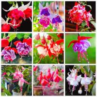 倒挂金钟灯笼花盆栽四季开花宝莲灯室内外盆栽耐寒好养绿植花卉苗 灯笼花倒挂金钟红心紫心随机发 灯笼花1盆(带花苞)不含盆