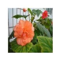 特惠球根四季海棠花夫妻花带花苞发货大花重瓣花期长室内阳 橙黄玫红等随机发 不含盆
