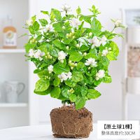 茉莉花盆栽浓香花卉植物室内花四季好养开花不断阳台老桩绿植驱蚊 茉莉花原土球一颗(不含盆) 送肥料